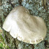 fungus